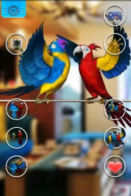 Talking Parrot Couple Free android App screenshot 0