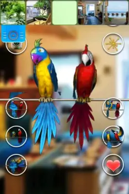 Talking Parrot Couple Free android App screenshot 2